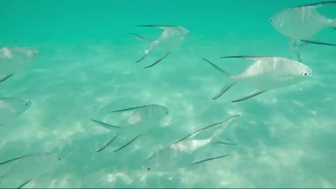 Caribbean Tropical Fish Trachinotus Goodei swimming - Slow Motion. Stock Footage 85750421