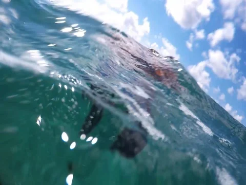 Caribbean Turtle 2 Stock Footage 76992835