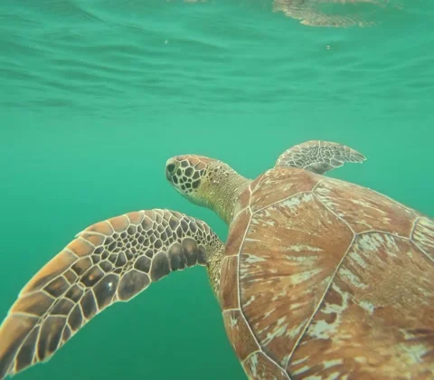 Caribbean turtle coming up for air Stock Footage 222193110
