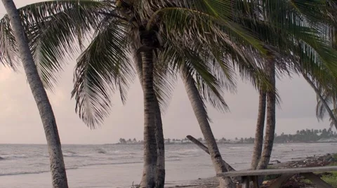 Caribbean waves beach moody static morning coconut trees 01 스톡 동영상 45341390