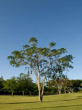 Caribbian Tree Stock Photos