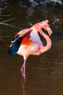 Caribean (American) flamingo in the lagoons of Puerto Villamil on Galapagos Stock Photos
