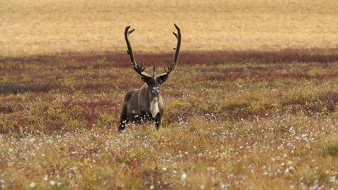 Caribou in Alaska Vidéo 94303174