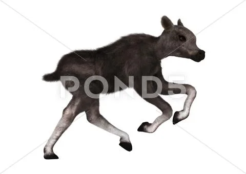 Caribou Calf Stock Illustration