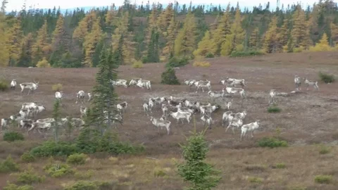 Caribou Video stock 88284844