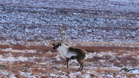 Caribou Video stock 100004181