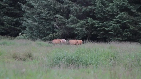 Caribou in forest Stock Footage 88417199