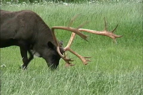 Caribou grazing AK Stock Footage