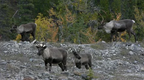 Caribou Group Of Four 库存影片 8988419