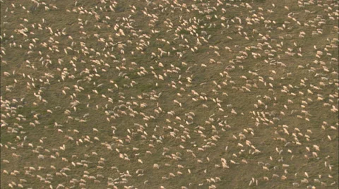 Caribou Herd Stock Footage 44693342