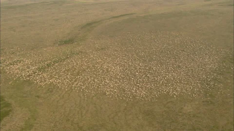 Caribou Herd Stock-Footage 44693424