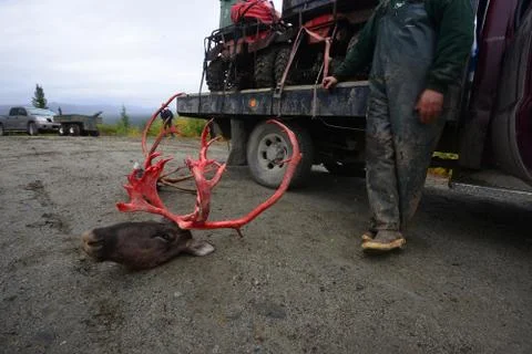 Caribou hunt Stock Photos
