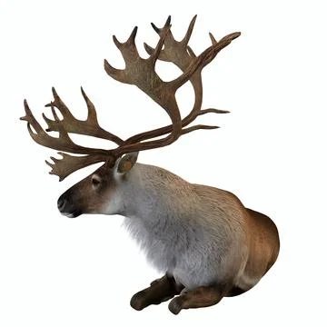Caribou Lying Down Stock Illustration