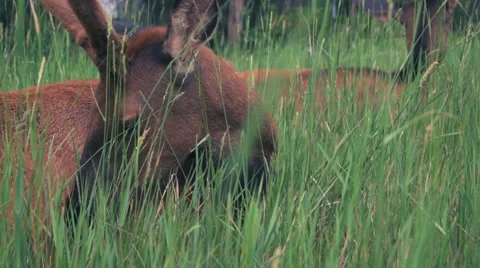 Caribou lying then looking camera in Jasper National Park Alberta Canada Stock Footage 54928748