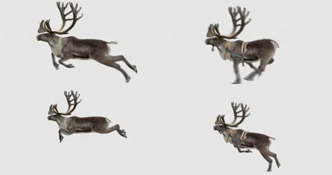 Caribou Running and Jumping Stock Footage 194322006