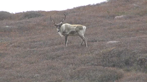 Caribou stag-1 - Part 2 Stock Footage 34333814