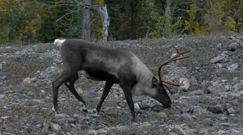 Caribou Walking Stock Footage 8988453