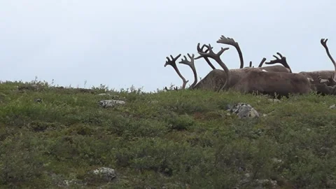 Caribou Walking Stock Footage 95813580