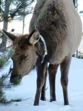 A caribou in winter Stock Photos