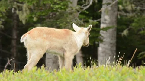 Caribou young Video stock 64823913