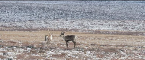 Caribou2 4k 239 Video stock 99811334