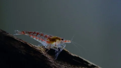 Caridina Video stock 100281673