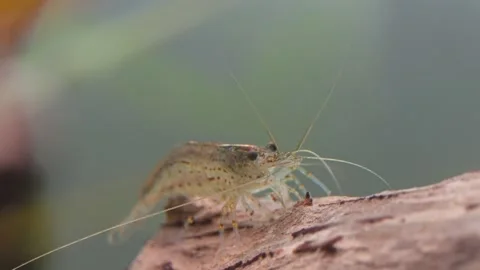Caridina multidentata eating algae Видео 342319229