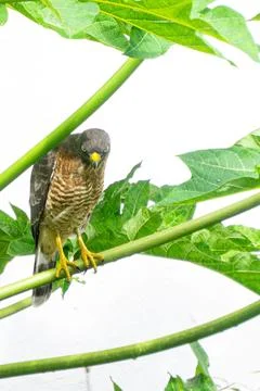 Carij Hawk perched on the papaya tree branch. Stock Photos