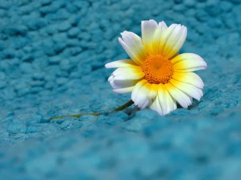 Carinatum flower close-up on a rug. Template floral background. Stock Photos