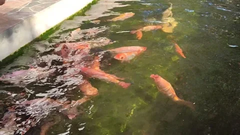 Caring for Aquatic Life by Feeding Fish in Outdoor Pond Vídeos de archivo 336037449