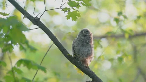 A caring barred owl and her baby Stock Footage 130989726