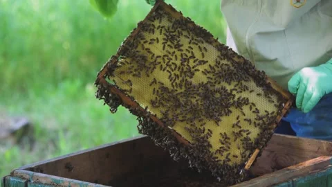 Caring for bee colony in apiary. Close-up of beekeeping process. Beekeeper Stock Footage 326354841