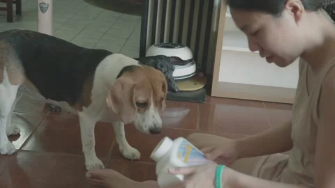 Caring for a Beloved Beagle at Home Stock Footage 315976422