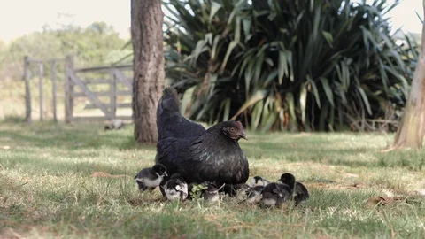 Caring black chicken protecting and feeding her small fluffy baby chickens. Stock Footage