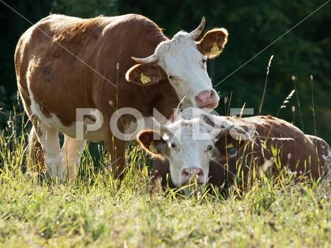 Caring cow Stock Photos
