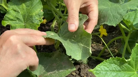 Caring for Cucumbers Stock Footage 311658732