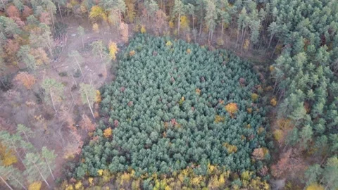 Caring for the forest Stock-Footage 163846729