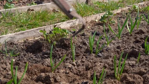 Caring for garden beds in spring, plowing the soil with a flat cutter Stock Footage 153786461