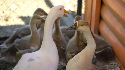 Caring goose with small baby goslings walking freely on animal ranch. Cute happy Video stock 102317536