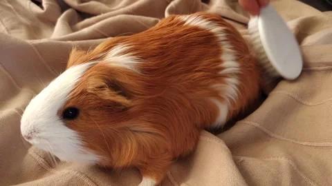 Caring for a guinea pig. combing the guinea pig. A beautiful red-and-white Stock Footage 280487746
