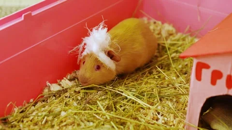 Caring for a guinea pig at home with basic treatment steps Stock Footage 328584978
