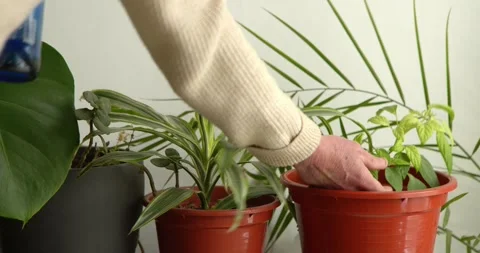 Caring Hand Nurturing Greenery: Видео 331536783