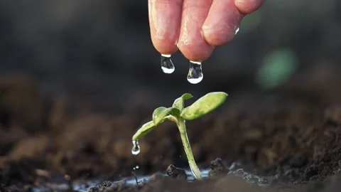 Caring hand pouring water on tiny sprout in garden. Leaves of plant reach for 스톡 동영상 255902102