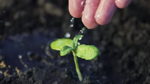 Pouring Water On Earth Stock Footage ~ Royalty Free Stock Videos