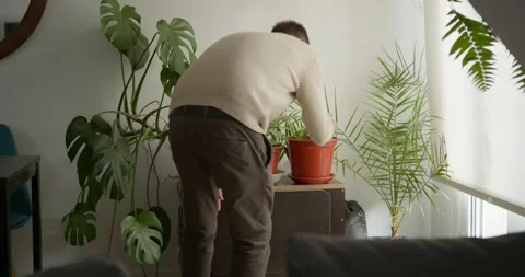 Caring Hands Nurturing Indoor Plants: Stockbeeldmateriaal 331536833