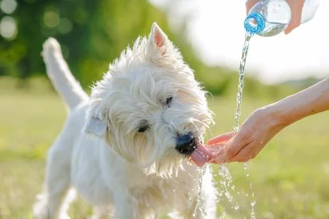 Caring for a Happy Dog While Drinking Water Outdoors Stock Photos