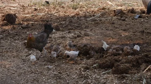 Caring hen protecting her small fluffy baby chickens walking freely in backyard Stock Footage 158218315