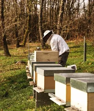 Caring for the hives Stock Photos