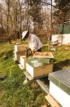 Caring for the hives Stock Photos
