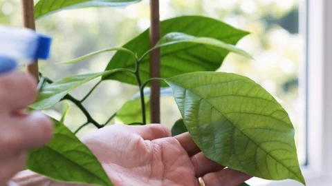 Caring home grown avocado tree Stock Footage 116727082